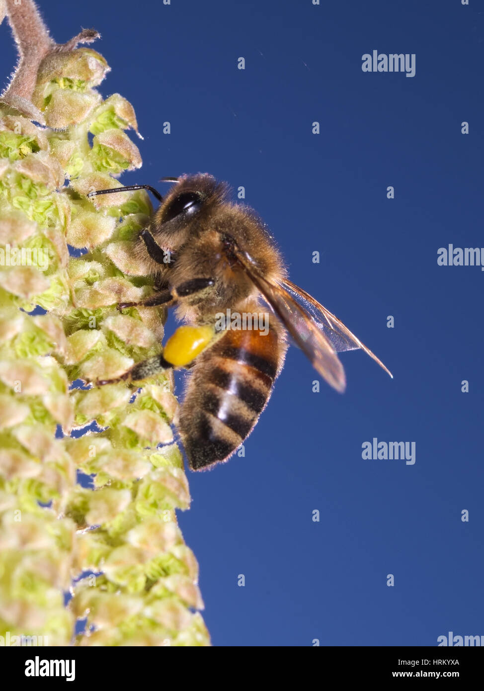 À la recherche d'abeilles sur les fleurs le pollen noisetier à la fin de la saison d'hiver Banque D'Images