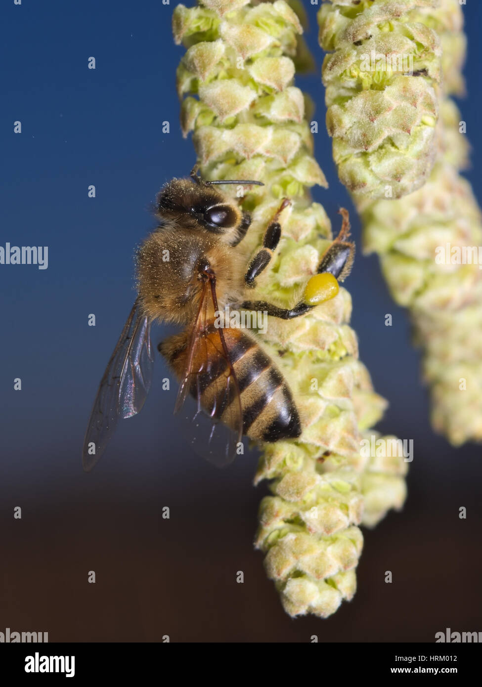 À la recherche d'abeilles sur les fleurs le pollen noisetier à la fin de la saison d'hiver Banque D'Images