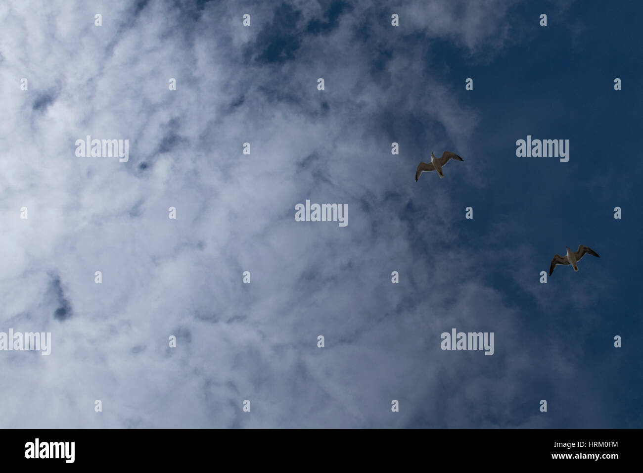 Une journée à la plage Formby avec vol de mouettes sur la tête Banque D'Images
