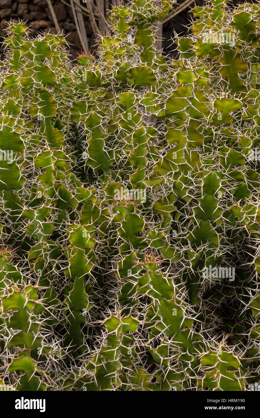 Image en arrière-plan de cactus dans jardin de cactus, Lanzarote, îles Canaries, Espagne Banque D'Images
