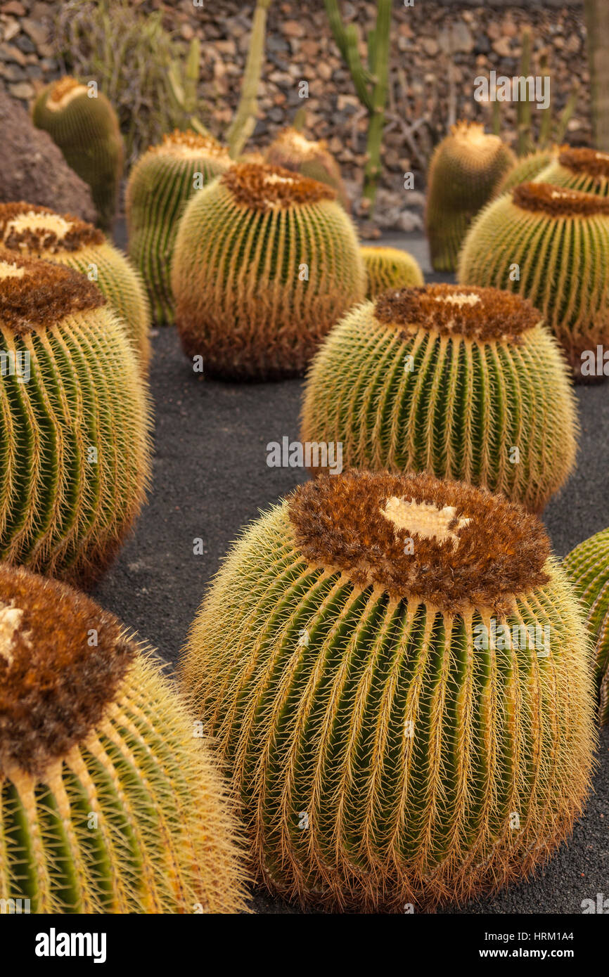 Beau cactus dans un jardin de cactus. Lanzarote, îles Canaries, Espagne Banque D'Images