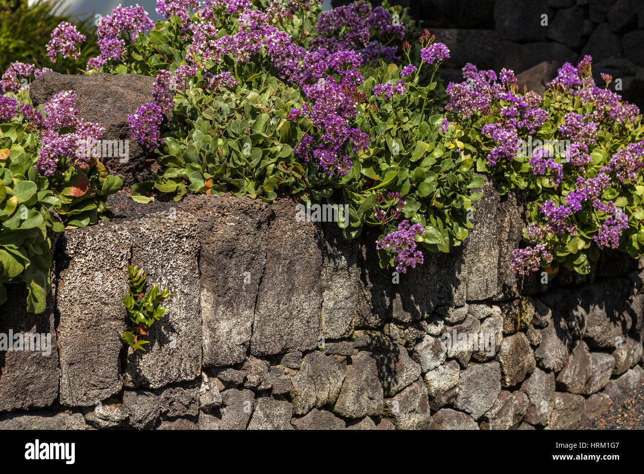 Image de mur en pierre de lave et des fleurs à Lanzarote, îles Canaries, Espagne. Banque D'Images