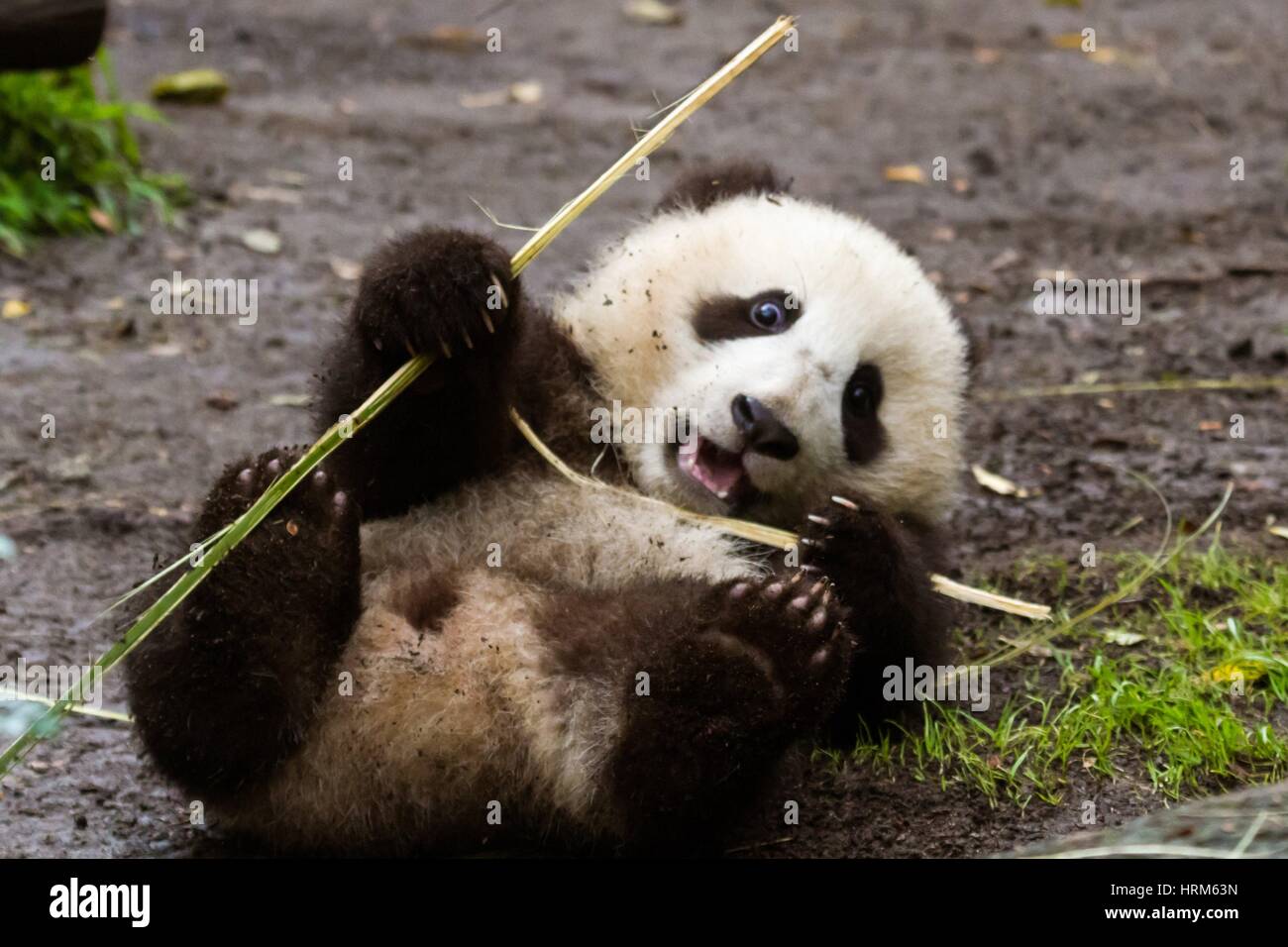 Bebe Panda Geant Sur Sa Joue A Nouveau Avec Du Bambou En Amerique Du Nord Etats Unis Photo Stock Alamy