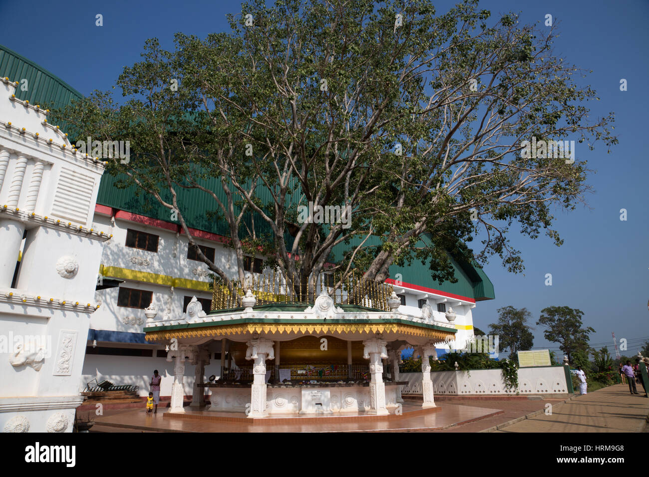 Dambulla Sri Lanka arbre Bodhi Banque D'Images