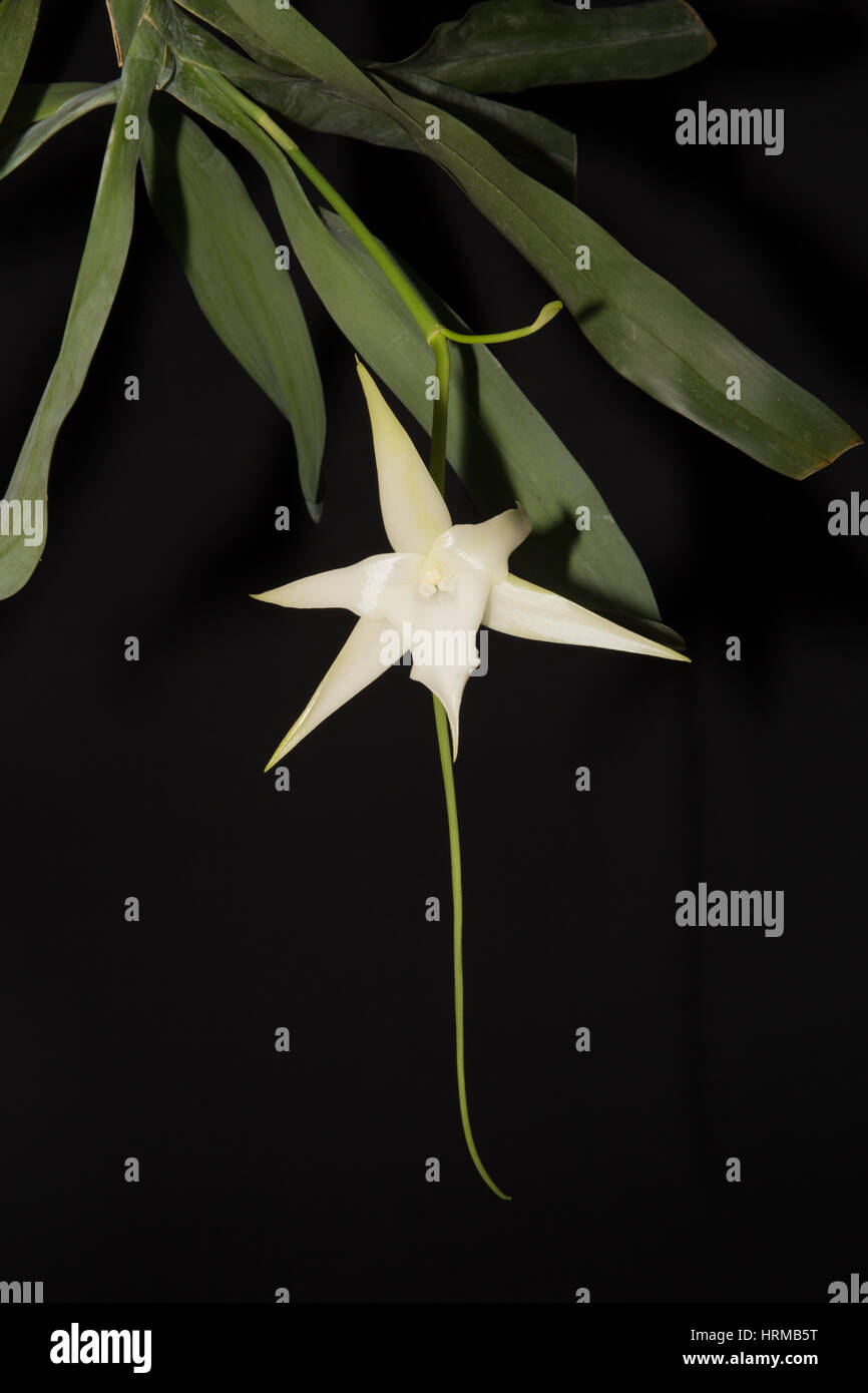 Orchidée de Darwin Banque D'Images