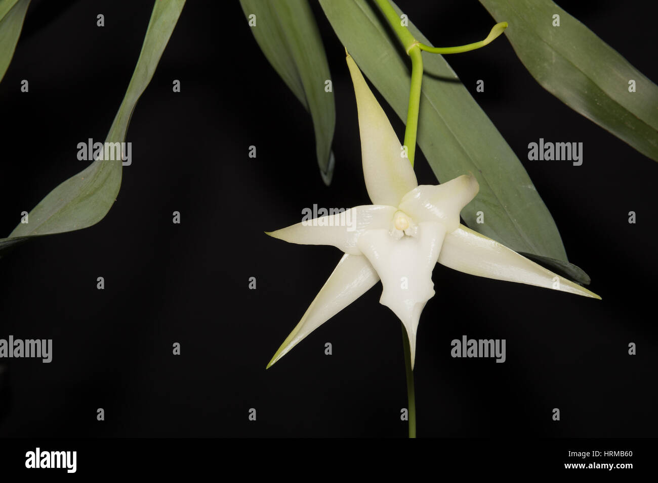 Orchidée de Darwin Banque D'Images