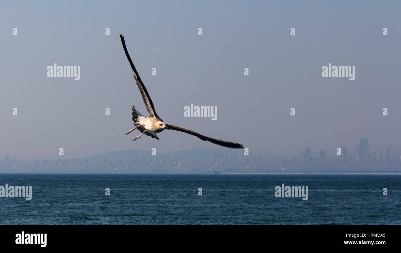 Un Dessin Animé D'une Scène De Plage Avec Des Mouettes Volant Au-dessus De L'océan | Vecteur Premium