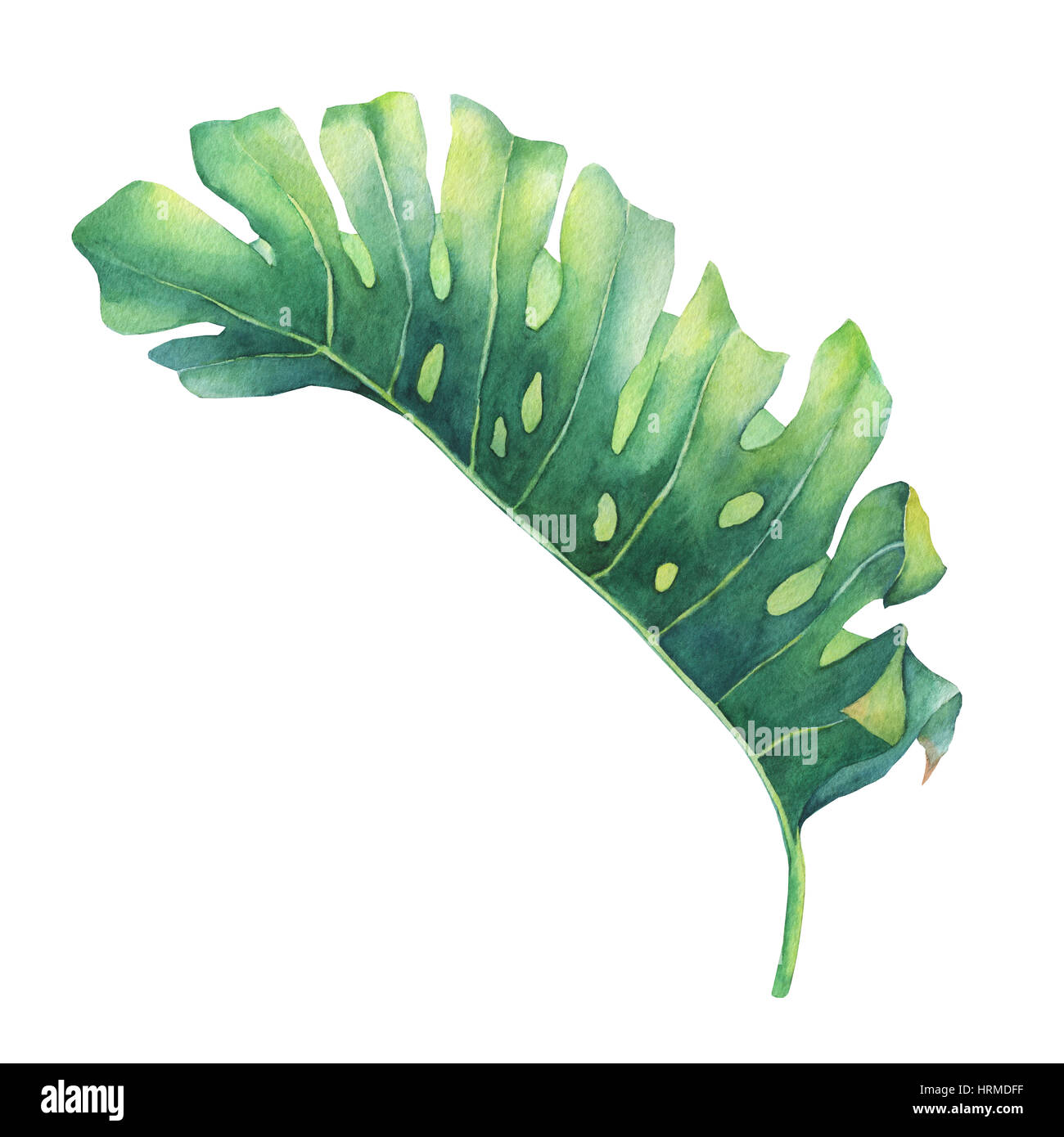 Grandes feuilles vert tropical de Monstera plante. De l'aquarelle à la main. Banque D'Images