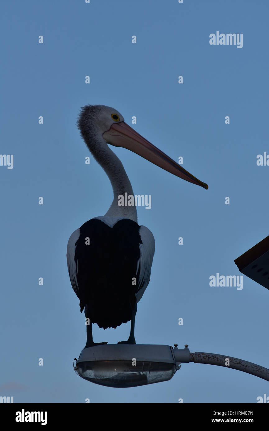 Australian pelican Pelecanus conspicillatus assis sur lampe de rue au crépuscule. Banque D'Images