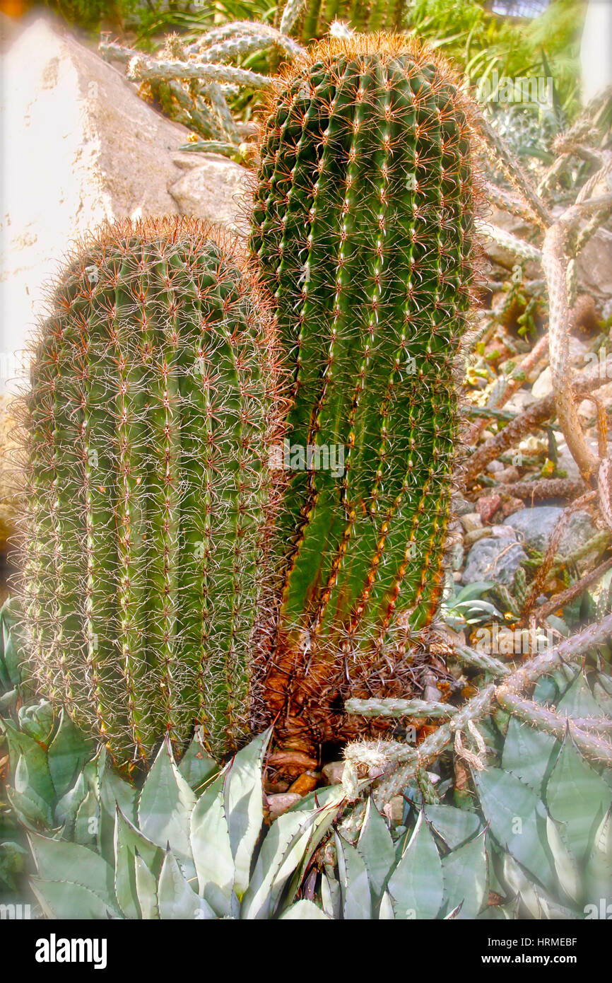 Cactus du désert Banque D'Images