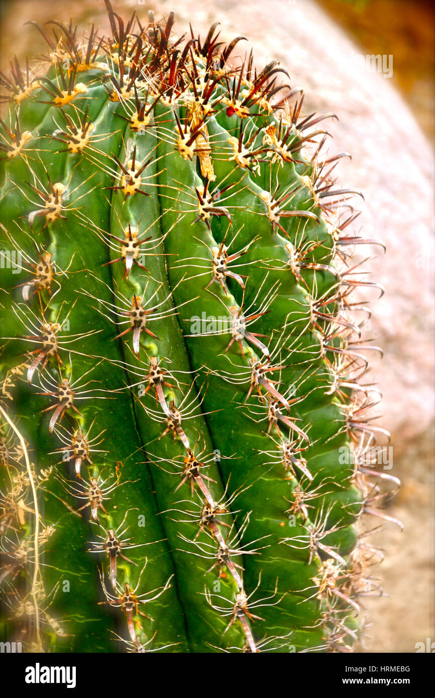 Cactus du désert Banque D'Images