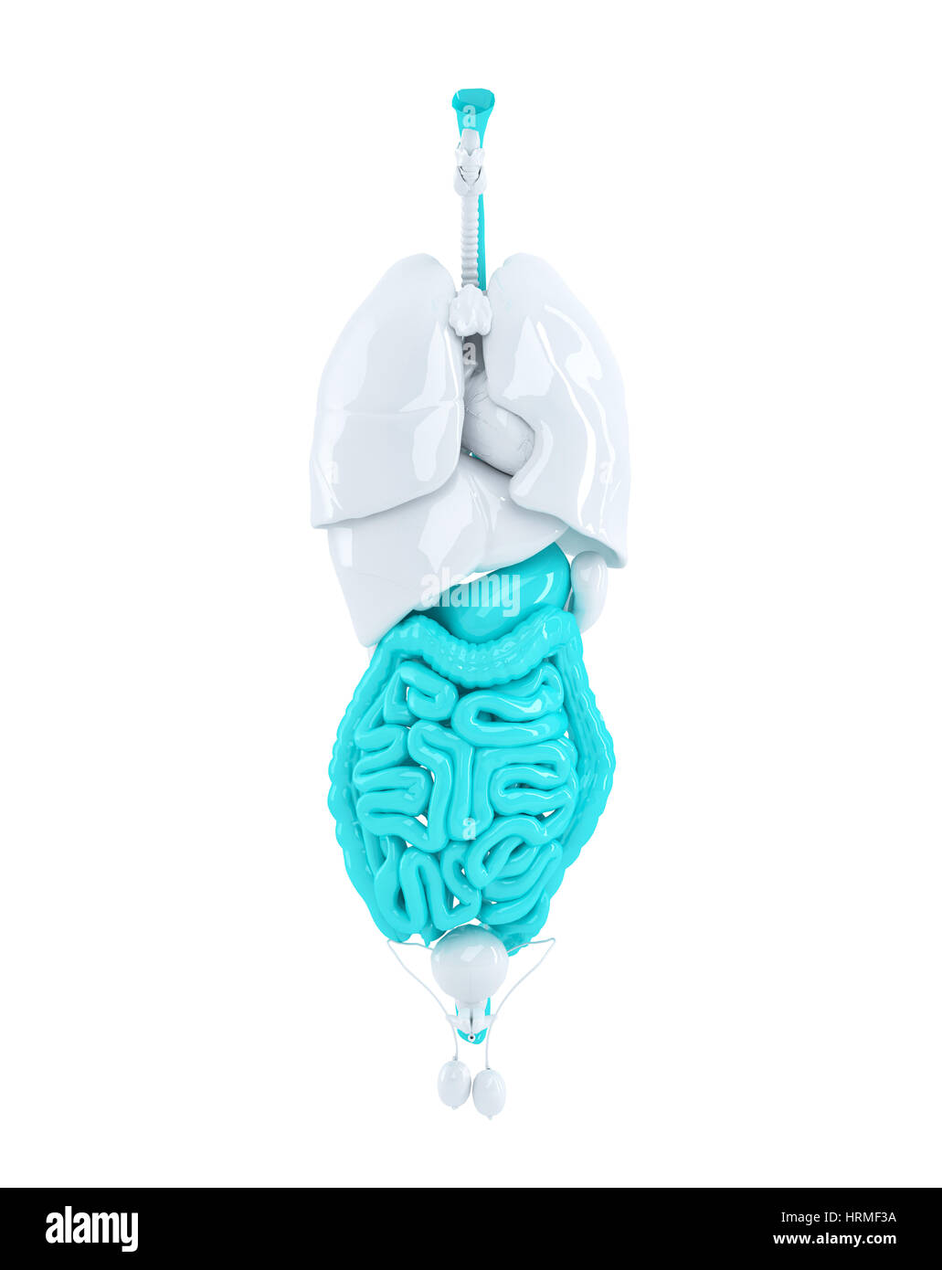 Les organes humains isolés l'accent sur le système digestif. 3d illustration. Contient clipping path Banque D'Images
