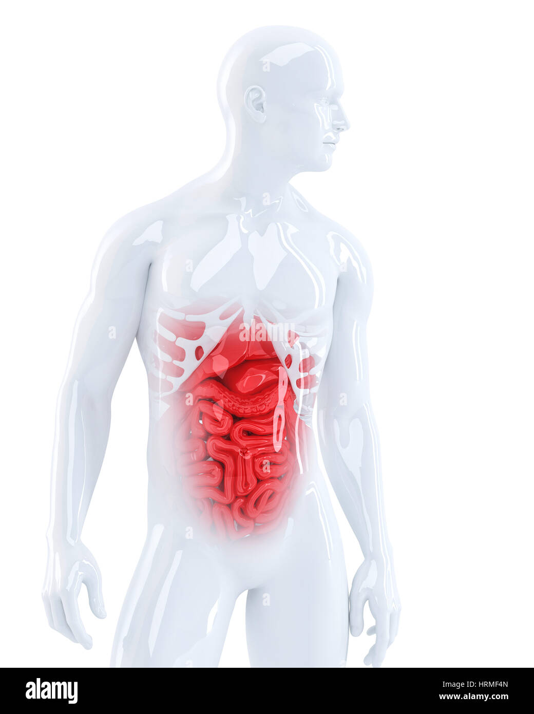 3d man afficher ses organes internes. Illustration médicale. Isolées. Contient clipping path Banque D'Images