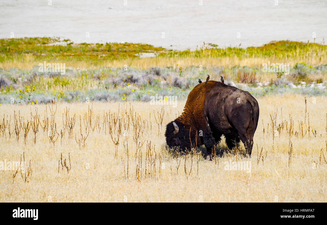 Le Bison sur Antelope Island, Italy Banque D'Images