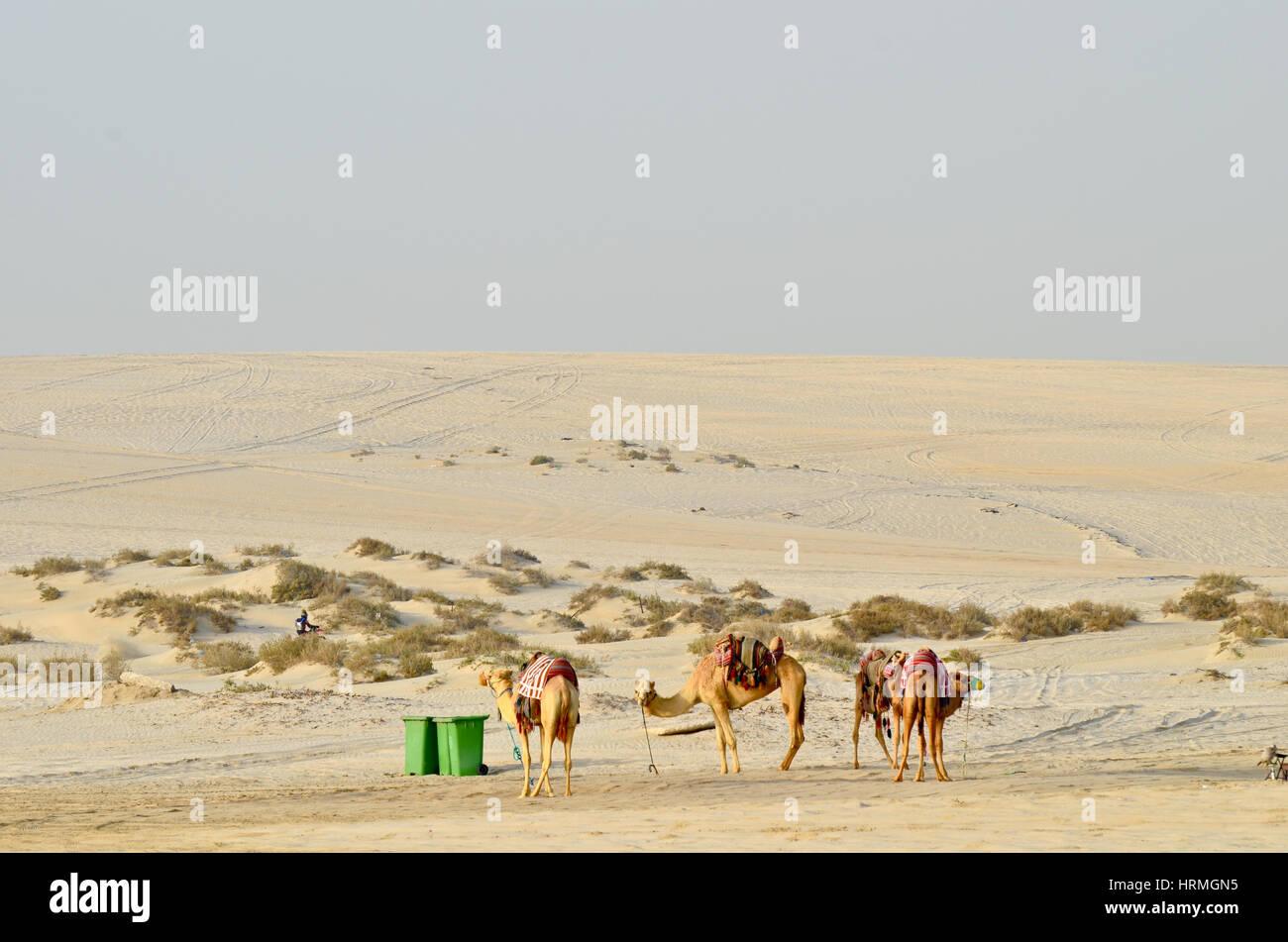 Camp de base du désert avec des chameaux et tente. Les voies de véhicules 4X4 utilisés en safari dans le désert peut être vu Banque D'Images