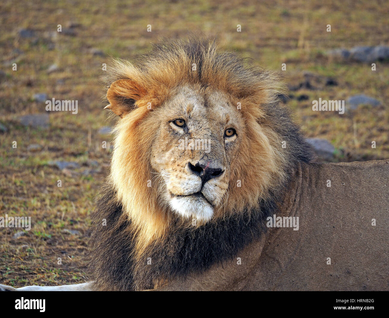 Grand male lion à crinière dans le Masai Mara, une plus grande conservation Mara, Kenya, Afrique Banque D'Images