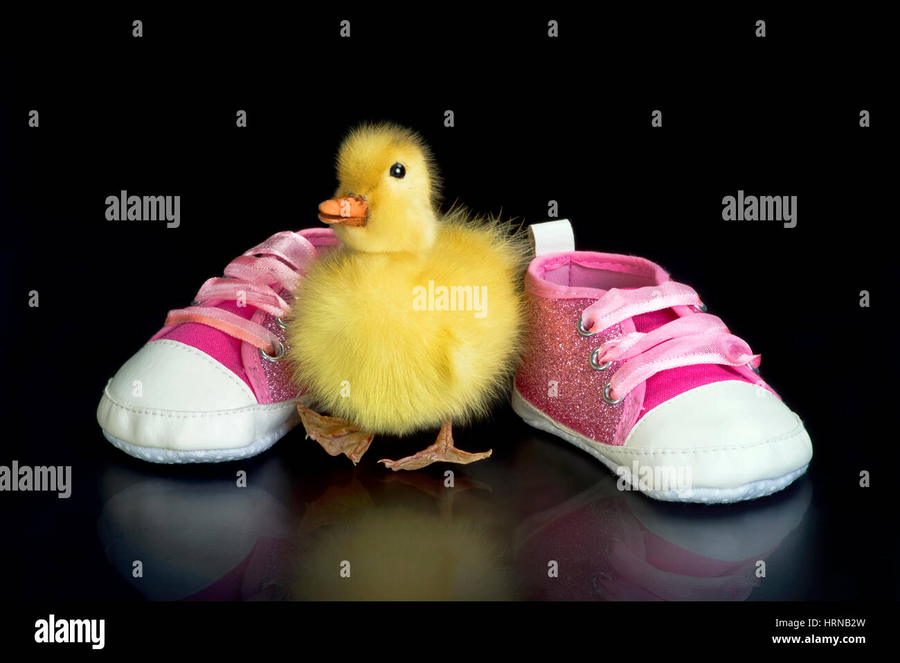 Cute Little Baby Duck Et Les Chaussons Bebe Avec Prix Pour Votre Type Photo Stock Alamy