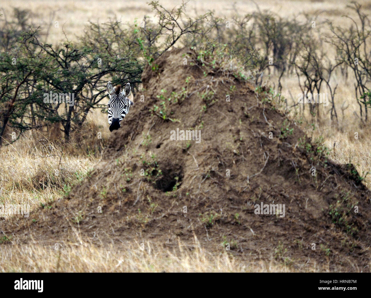 Des Plaines ou communs ou se cacher derrière le zèbre de Burchell termitière dans le Masai Mara, une plus grande conservation Mara, Kenya, Afrique Banque D'Images