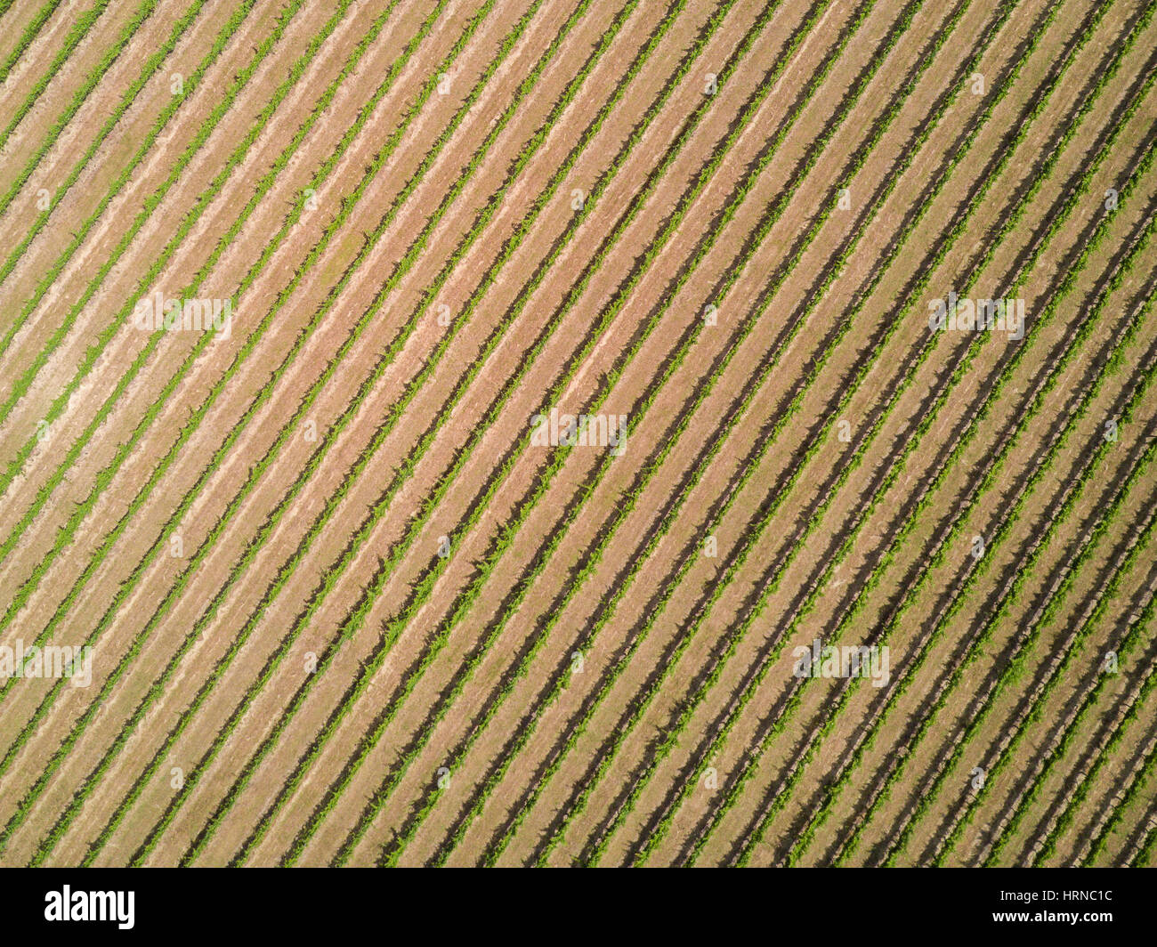 Vue aérienne directement au-dessus d'un vignoble dans la vallée de Yarra, Melbourne, Australie. Une célèbre région viticole qui produit du vin pour tout le monde. Banque D'Images
