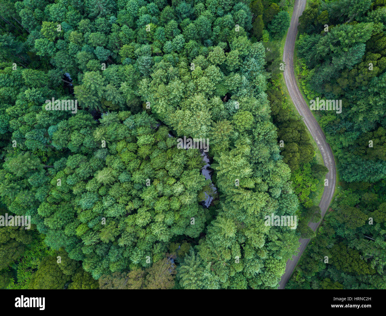 Vue aérienne directement au-dessus d'une route sinueuse dans la forêt bois rouge californien en forêt de hêtres, Melbourne, Australie. Banque D'Images