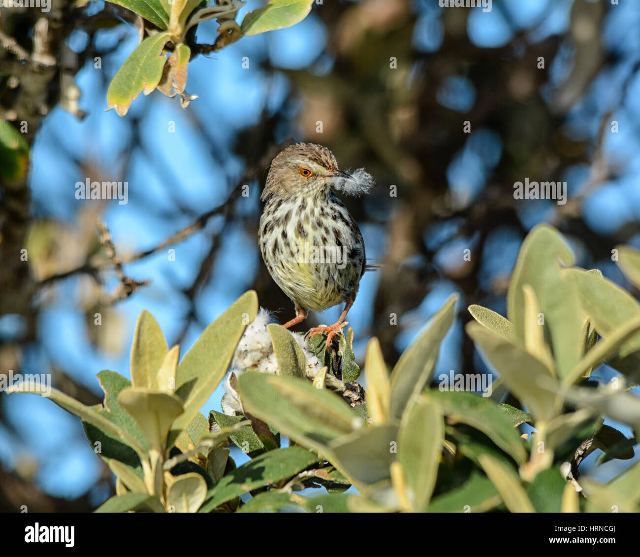 Une Prinia du Karoo, perché dans un arbre avec le matériel du nid dans son bec Banque D'Images