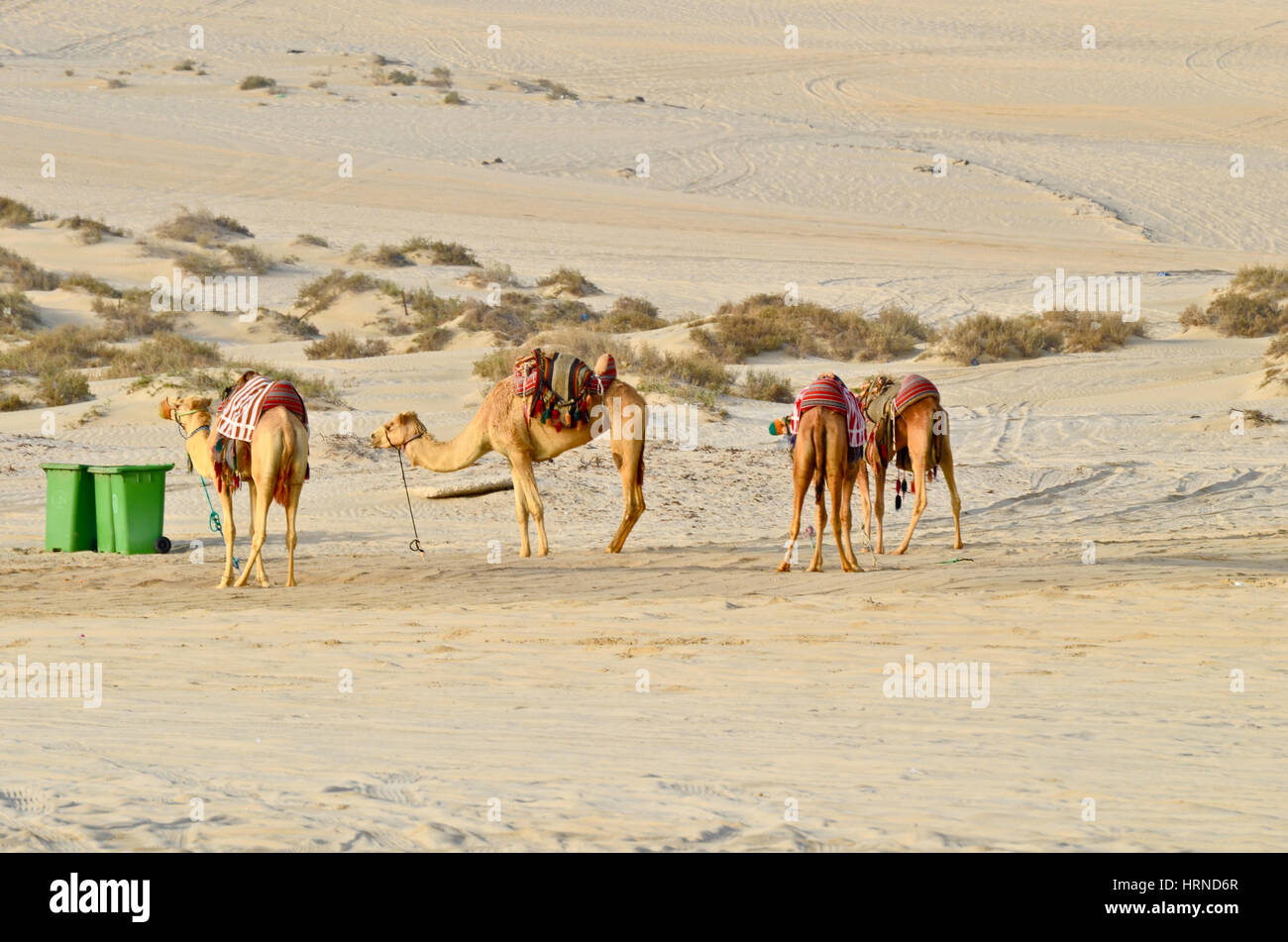 Camp de base du désert avec des chameaux et tente. Les voies de véhicules 4X4 utilisés en safari dans le désert peut être vu Banque D'Images