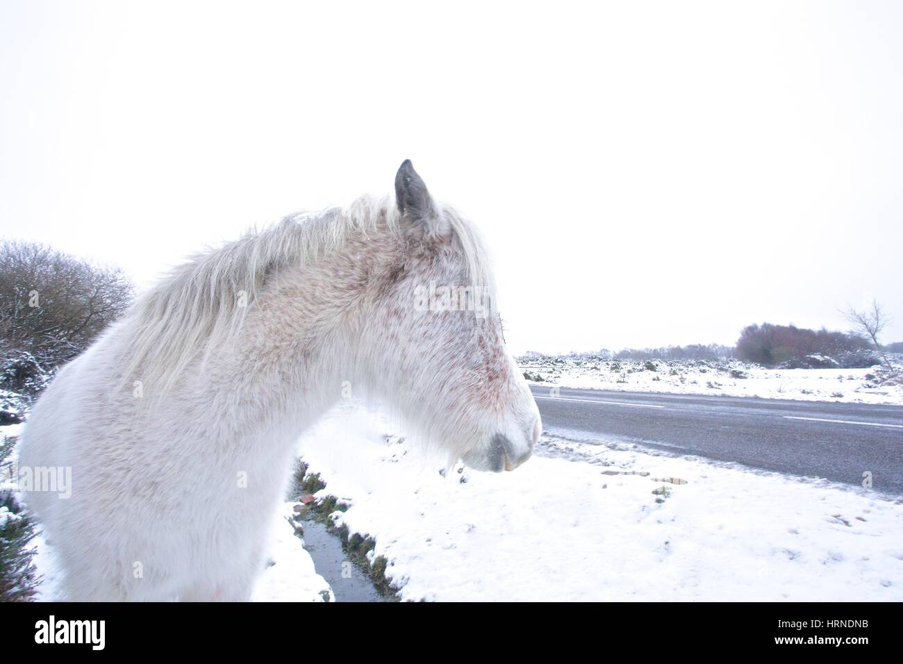 Cheval blanc dans la nouvelle forêt dans la neige Banque D'Images