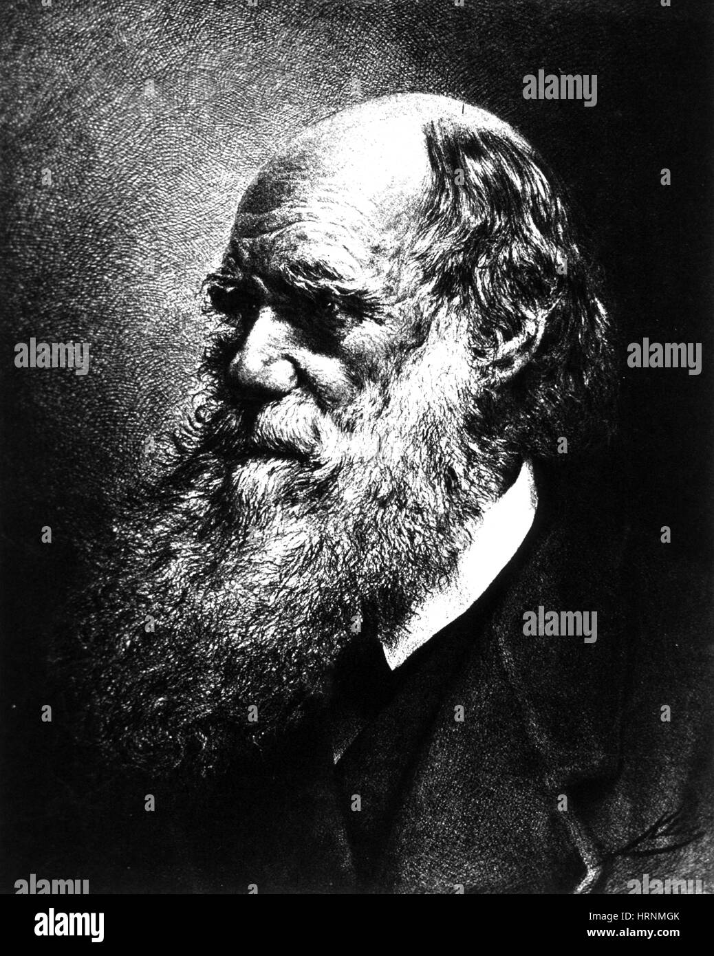 Charles Robert Darwin, Naturaliste anglais Banque D'Images