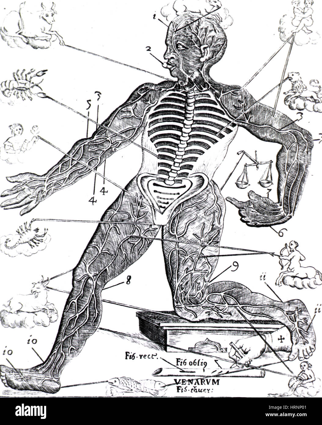 Homme d'idées, l'Astrologie médicale, 17e siècle Photo Stock - Alamy