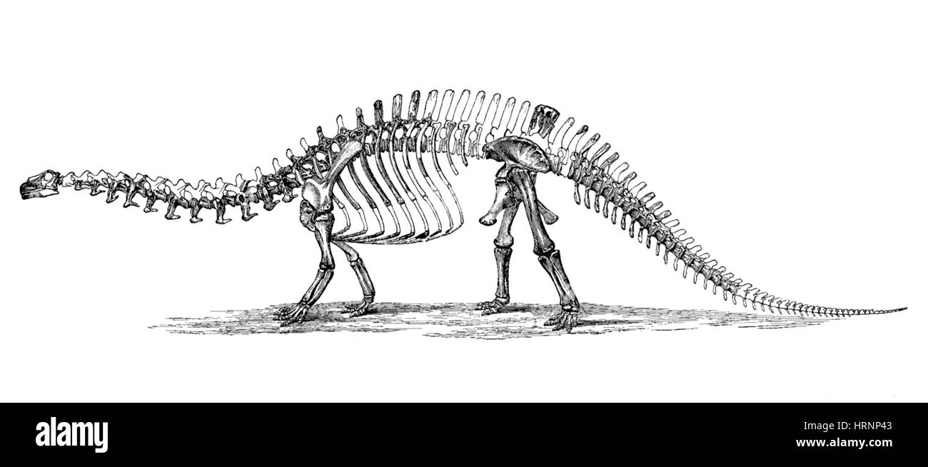 Apatosaurus excelsus, AKA Brontosaurus Banque D'Images