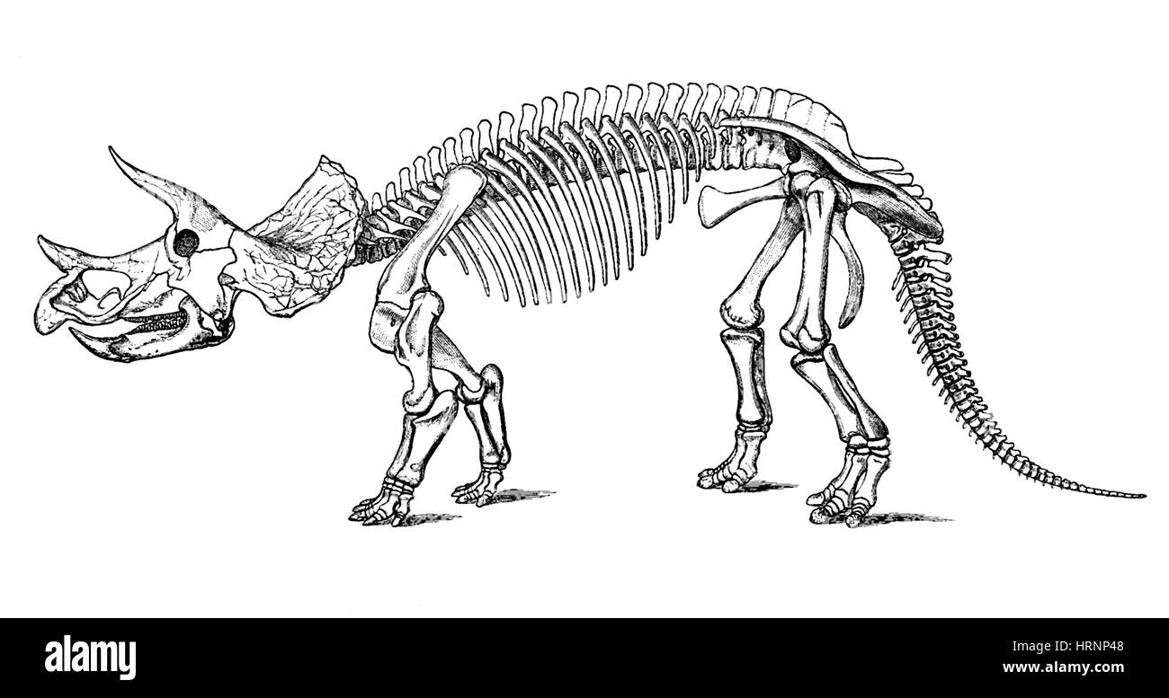 Dinosaure Triceratops prorsus, Crétacé Banque D'Images