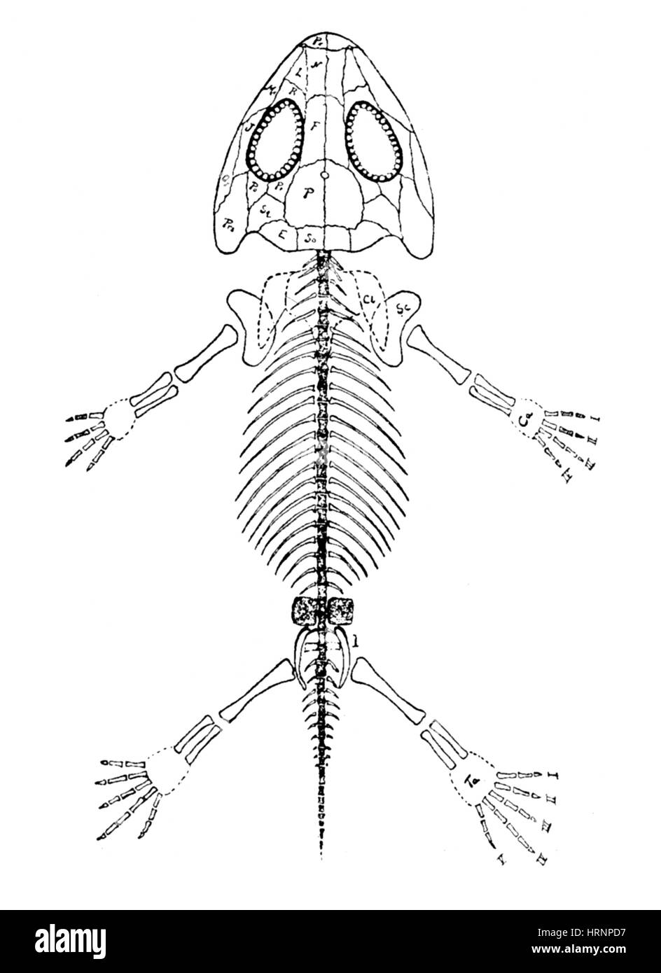 Amphibamus Cénozoïque, Amphibian Banque D'Images