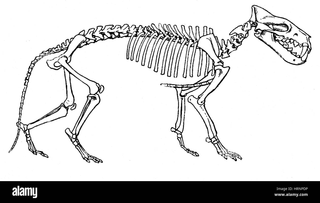 Hyaenodon, Cenozic Mammal Banque D'Images