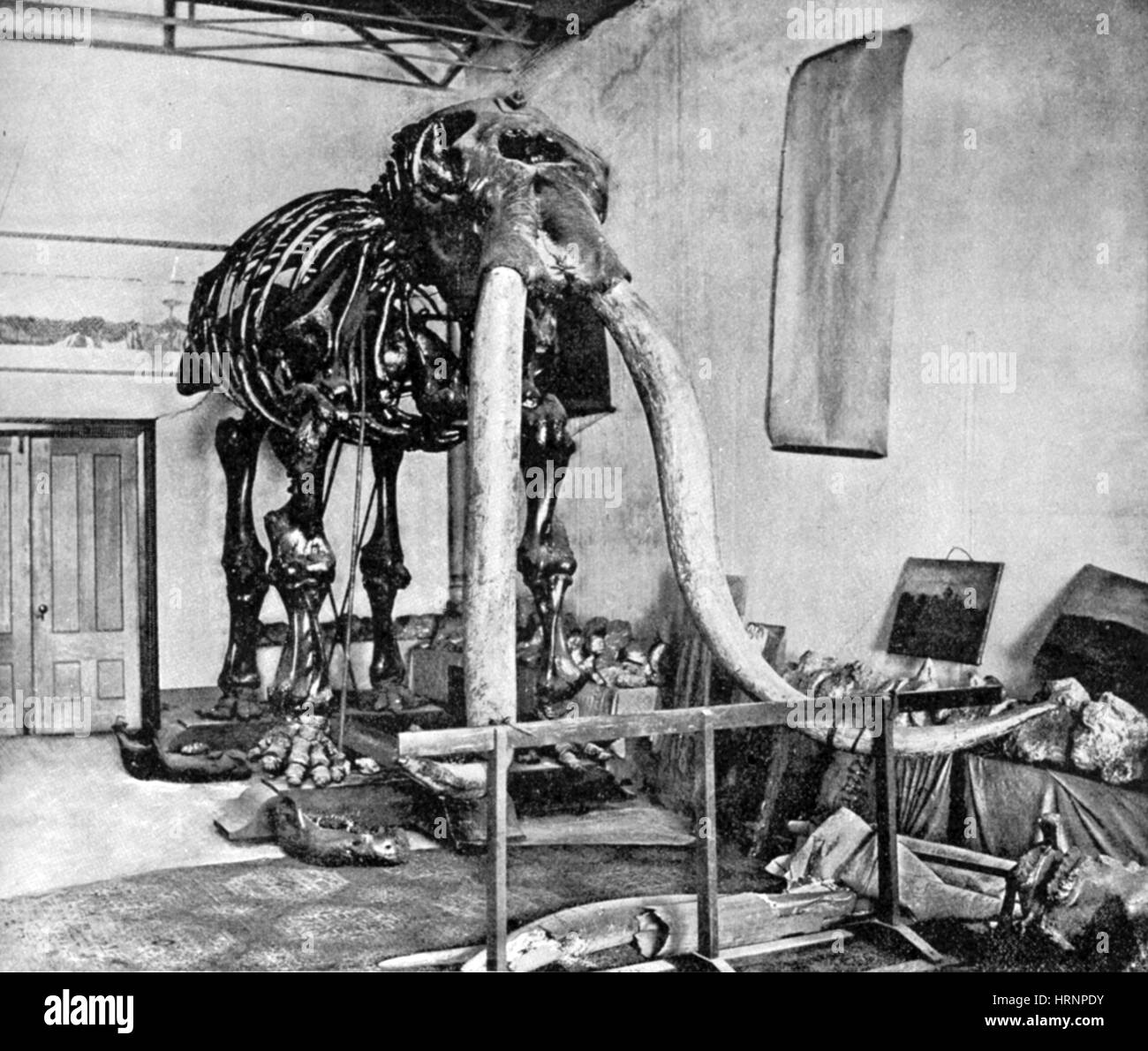 Mastodon, mammifères du cénozoïque Banque D'Images