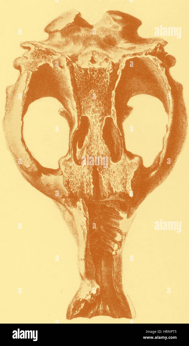 Toxodon, mammifère disparu Banque D'Images