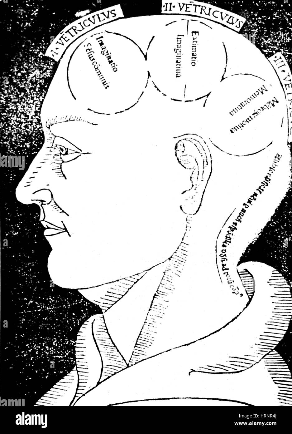 Fonctions du cerveau, Albertus Magnus Woodcut Banque D'Images