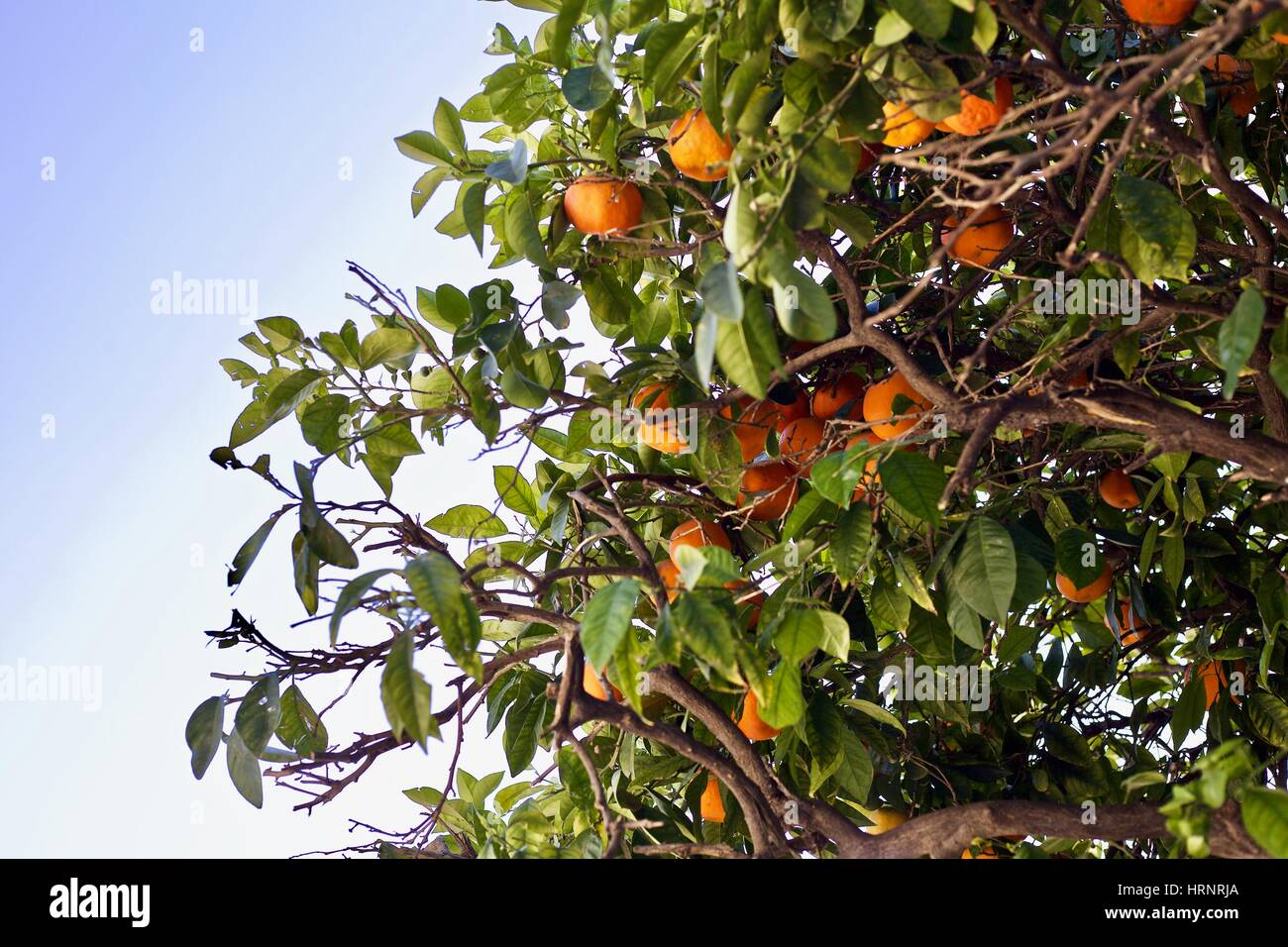 Les oranges de Séville qui poussent sur un arbre en Espagne avec des feuilles et un ciel bleu. Banque D'Images