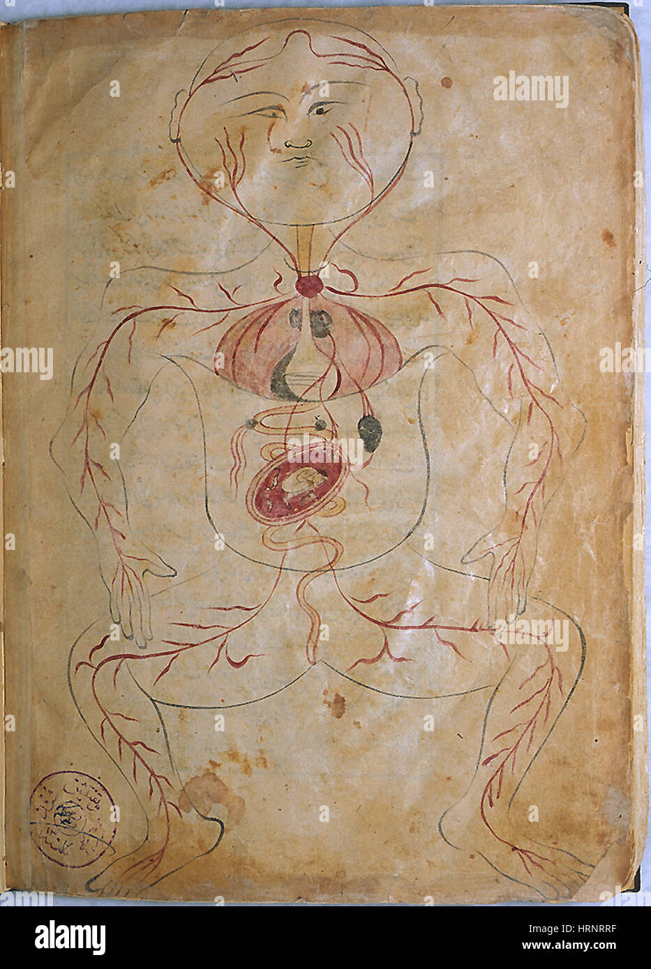 Mansur's Anatomy, femme enceinte, 15e siècle Banque D'Images
