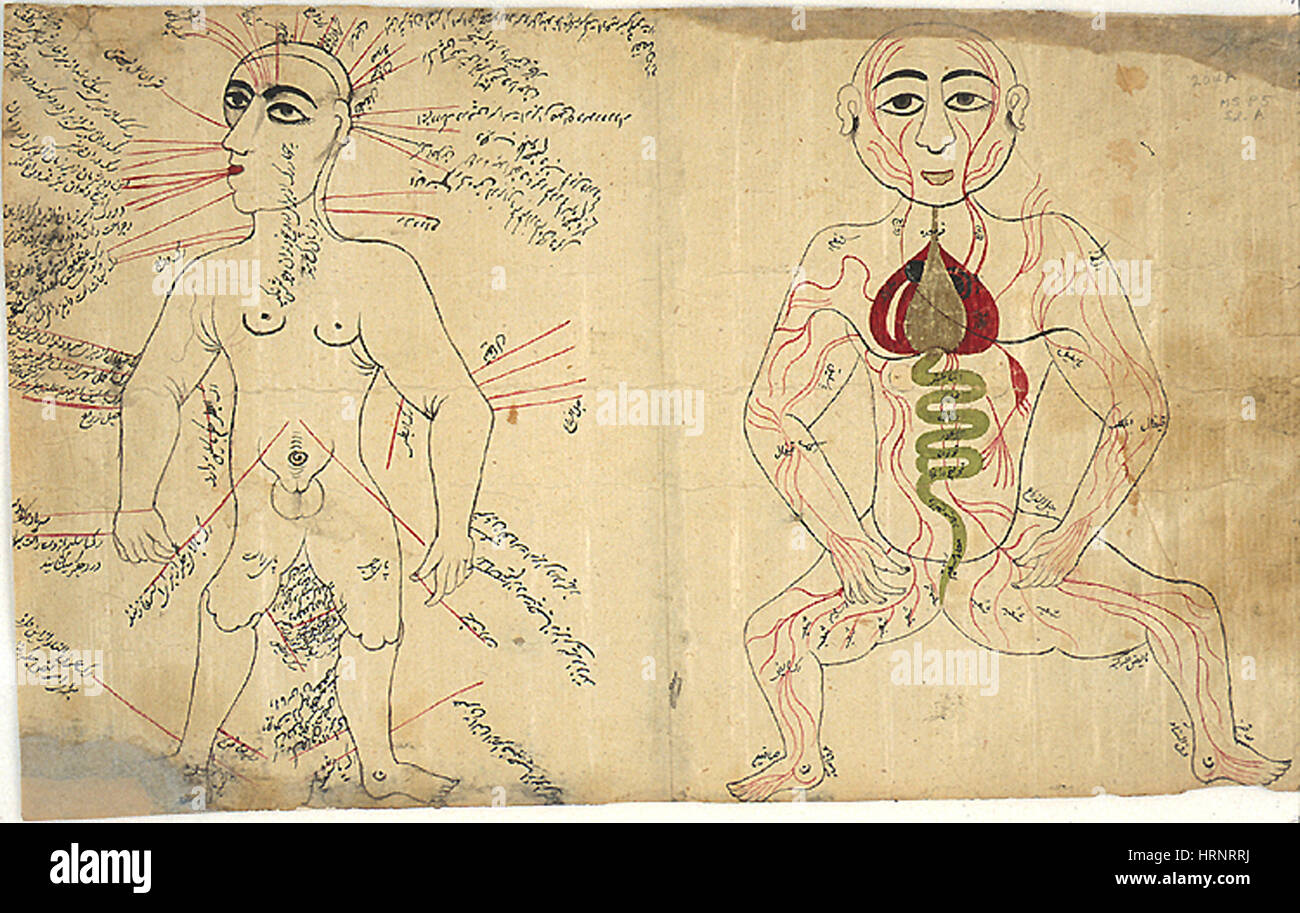 Dessins anatomiques islamique, 17e siècle Banque D'Images