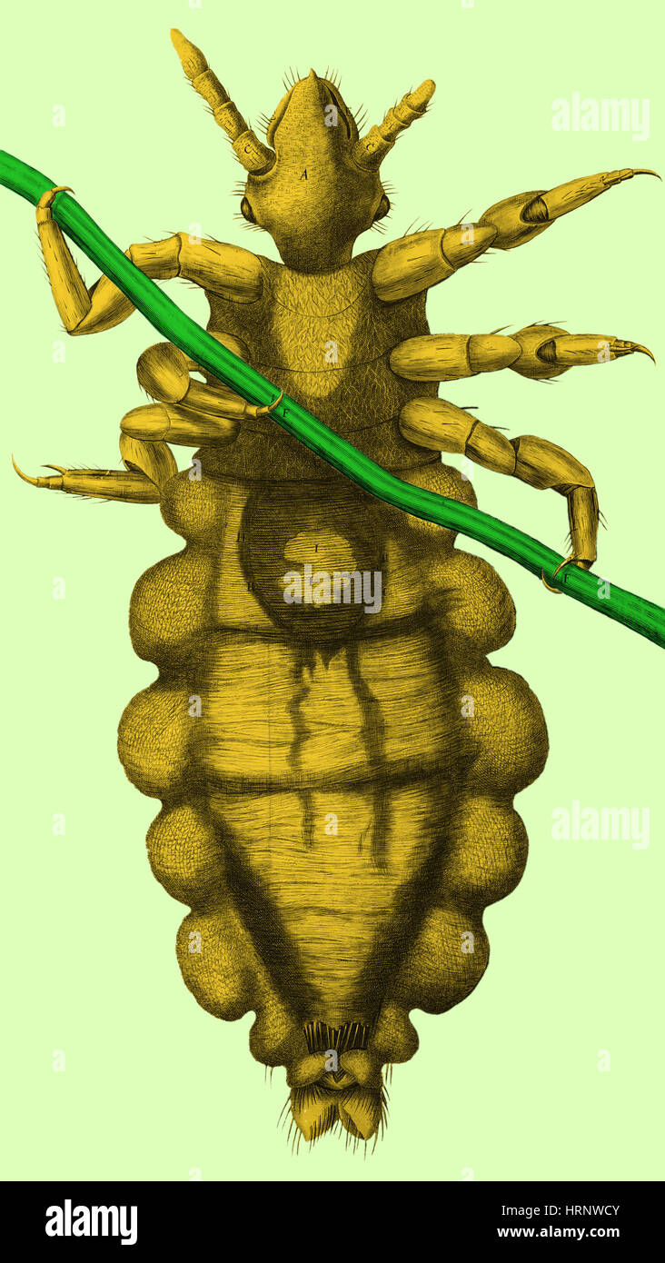 Robert Hooke's, 1665 pou Banque D'Images