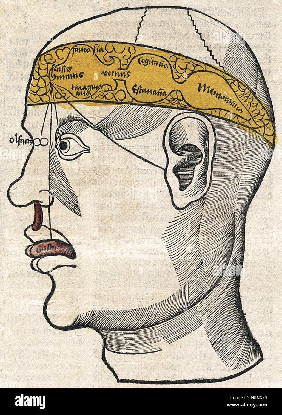 Anmatomy du cerveau, 1512 Banque D'Images