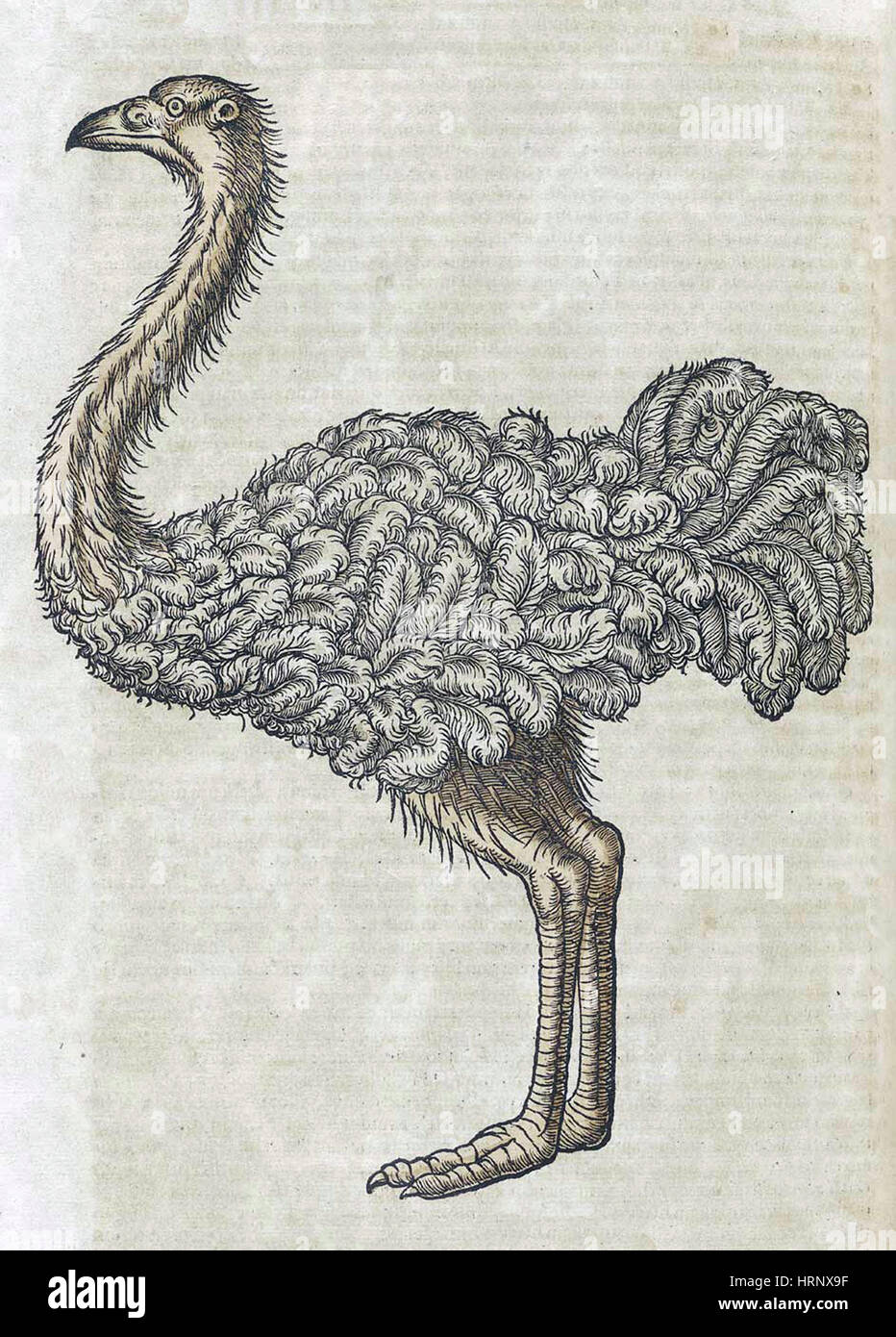 L'autruche, l'Historiae Animalium, 16e siècle Banque D'Images