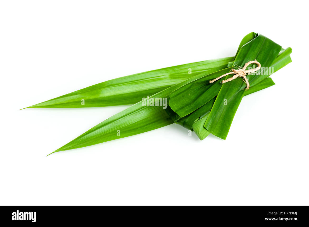 Les feuilles de Pandan frais vert gros plan, Thai herbal Banque D'Images