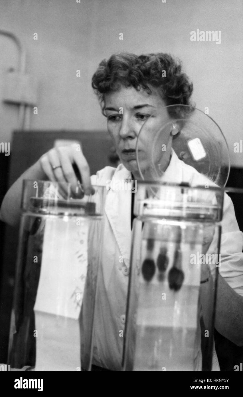 Mary Alice McWhinnie, biologiste américain Banque D'Images