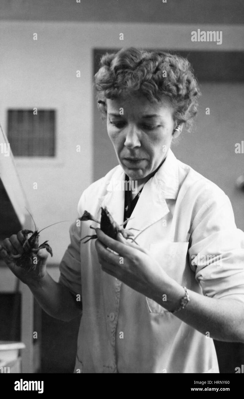 Mary Alice McWhinnie, biologiste américain Banque D'Images