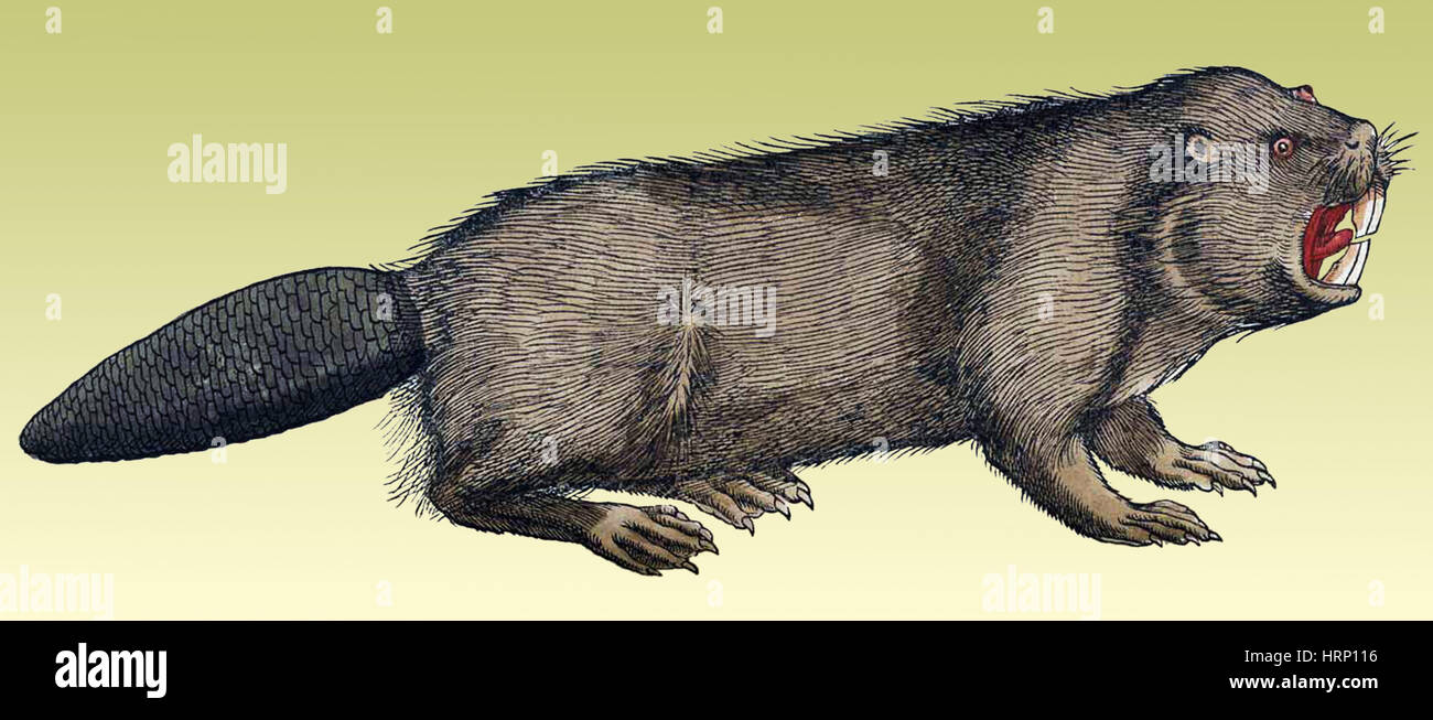 Le castor, l'Historiae Animalium, 16e siècle Banque D'Images