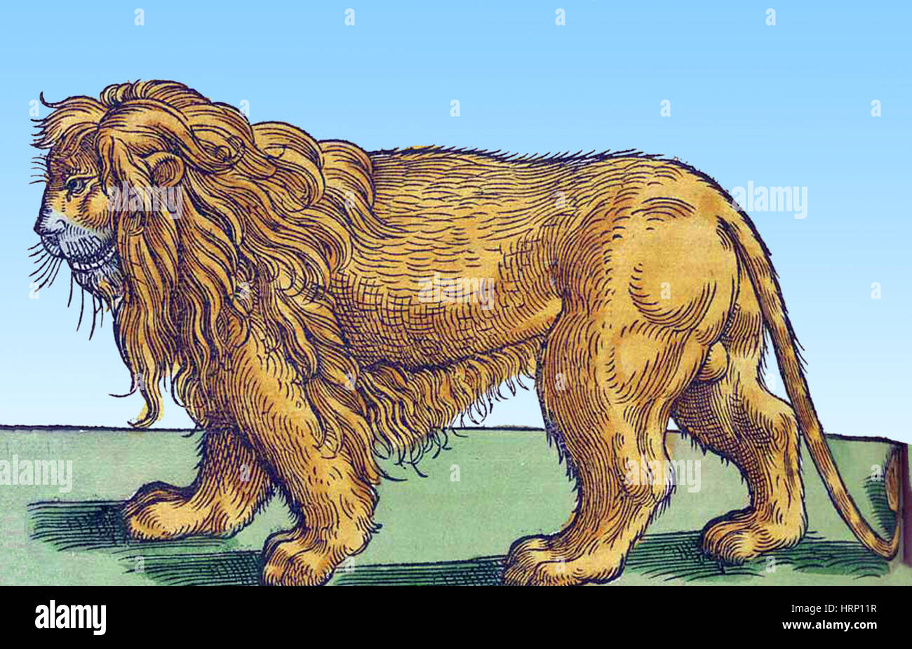 Lion, Historiae Animalium, 16e siècle Banque D'Images