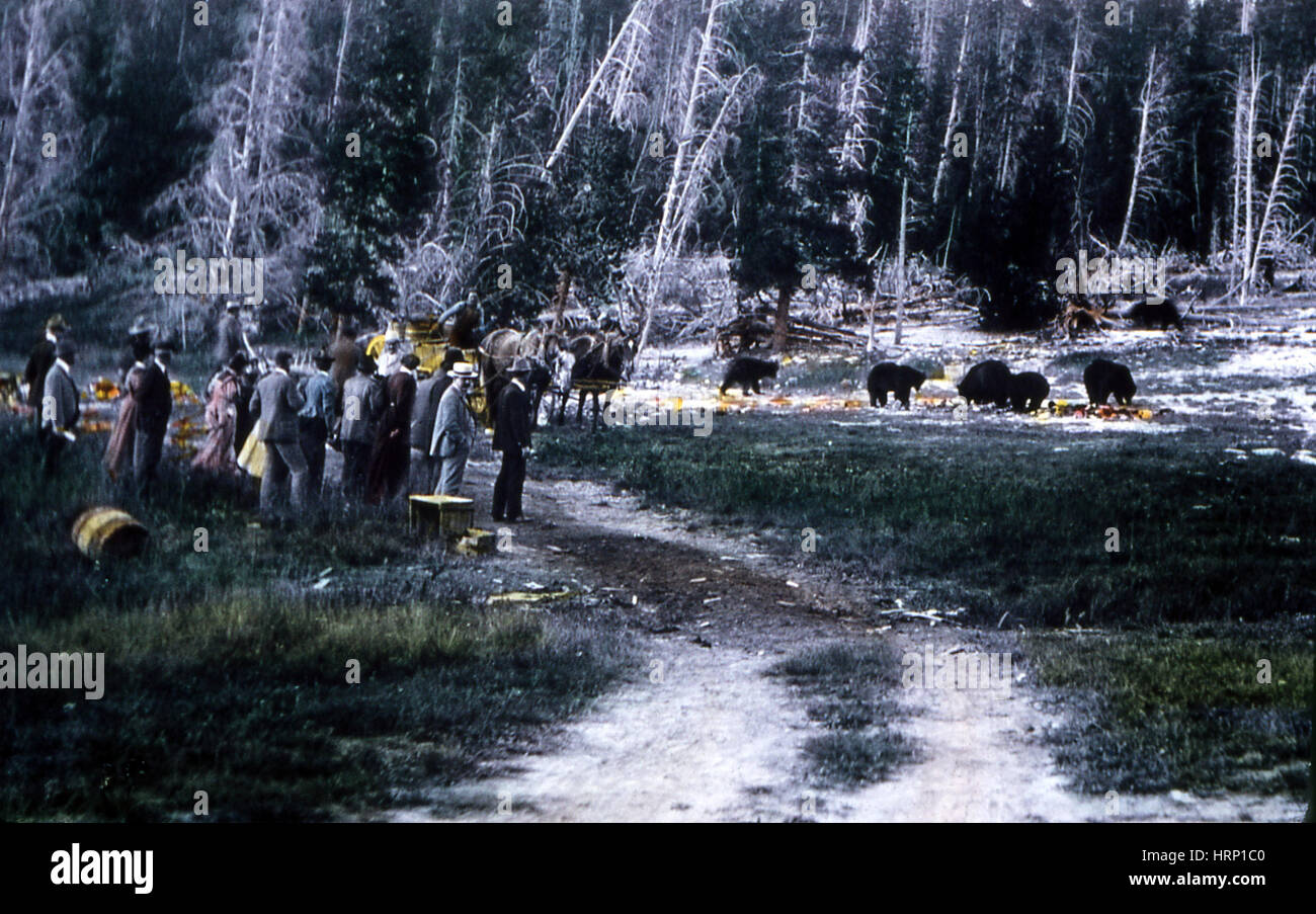 Les touristes, l'Ours d'alimentation NP Yellowstone, 1910 Banque D'Images