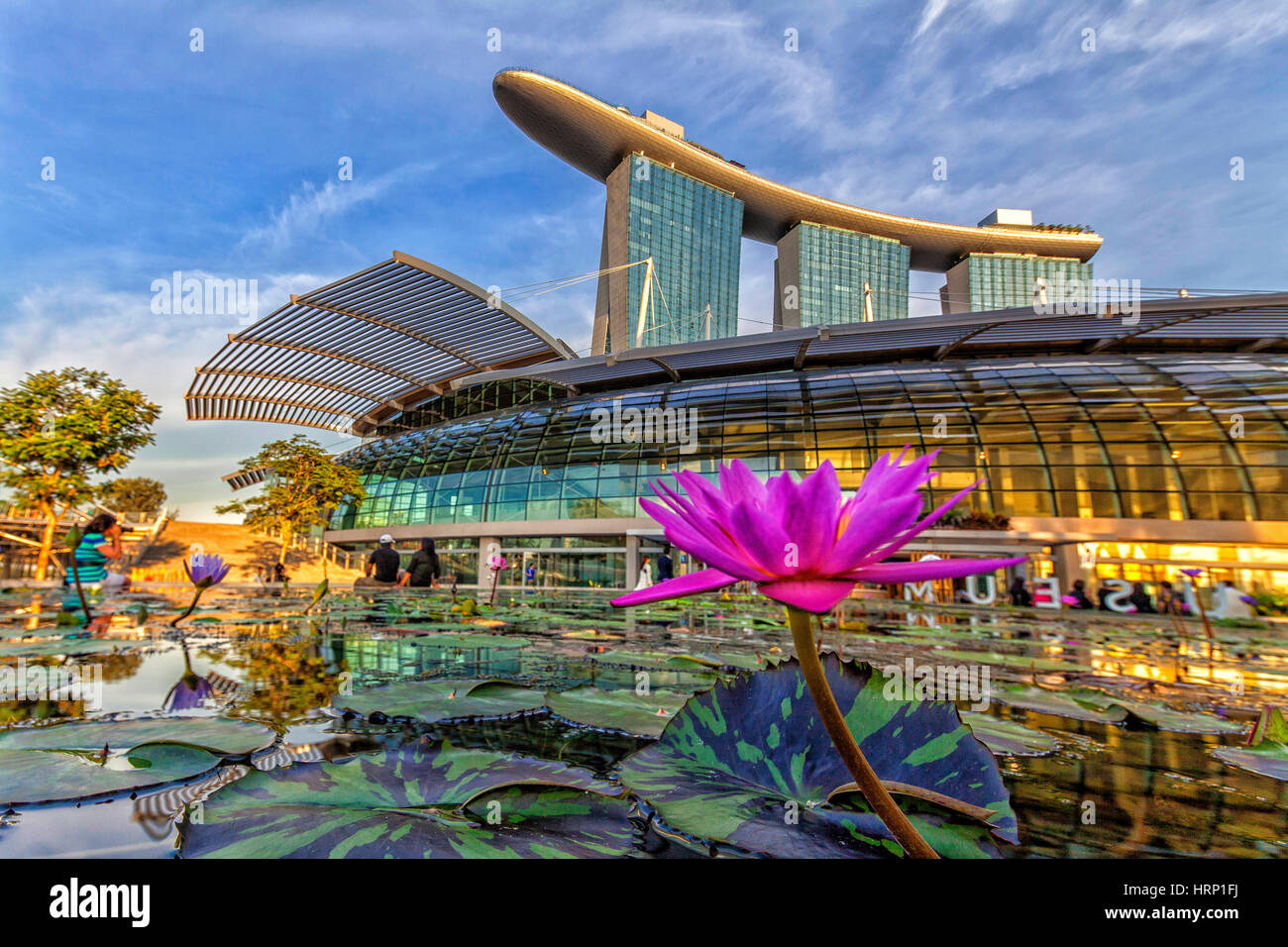 Fleur de Lotus en face du centre commercial Shoppes, l'Étang Fleur, Mall, Marina Bay Sands Hotel, Singapour, Asie, Singapour Banque D'Images