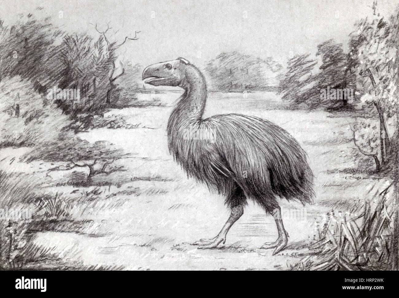 Gastornis giganteus, Oiseau Banque D'Images